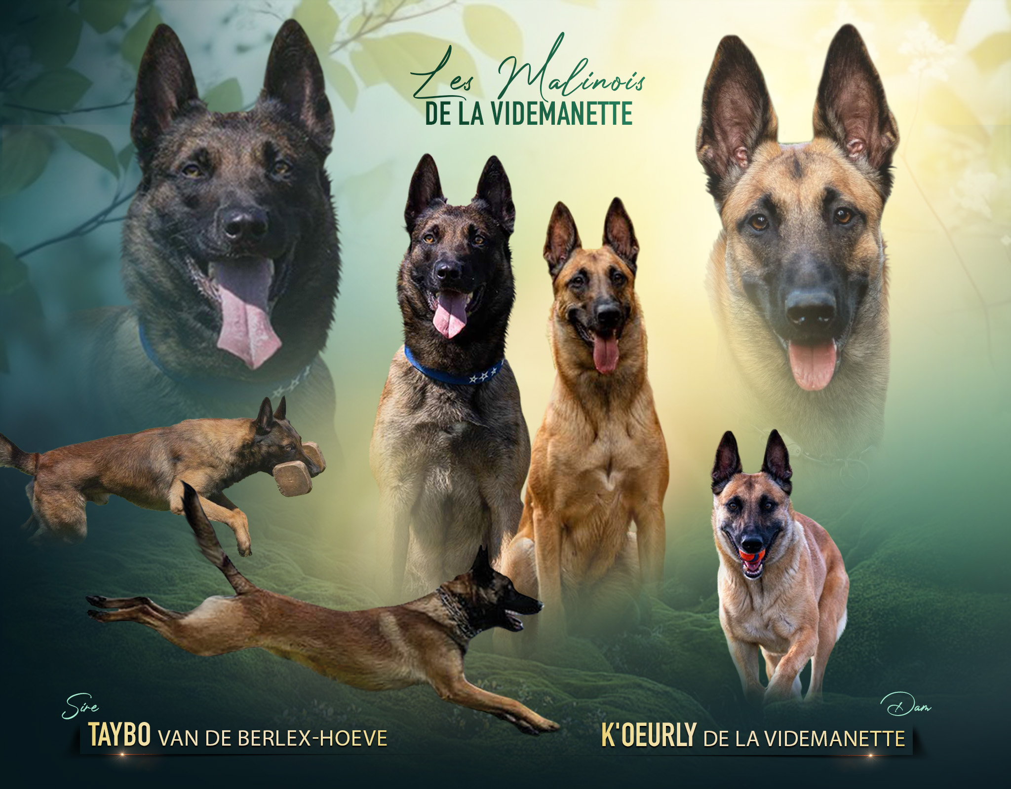 Elevage Malinois Grand Est